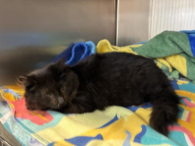 KITT - Domestic Long Hair available for adoption