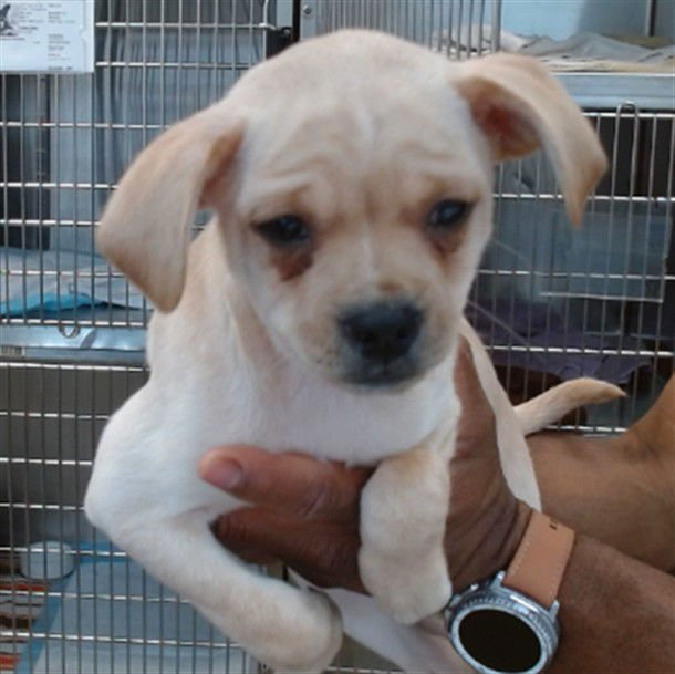 SPARKY - Pug available for adoption