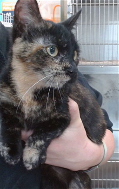 TOFFEE - Domestic Short Hair available for adoption