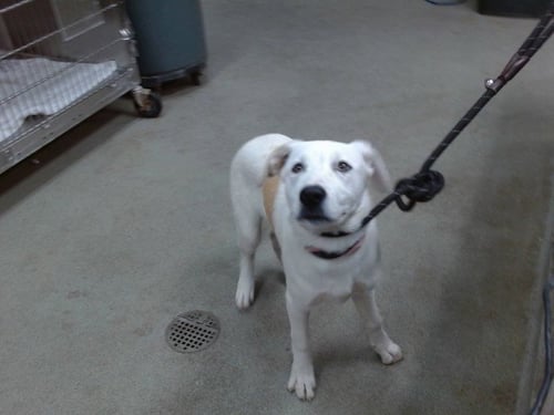 BLOSSOM - Labrador Retriever / Pit Bull Terrier available for adoption