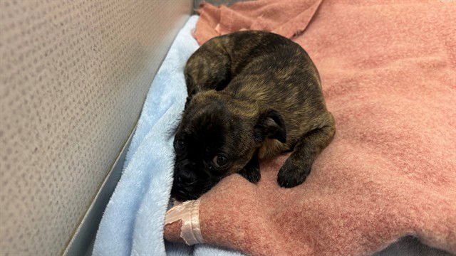 GINGER - Pug available for adoption