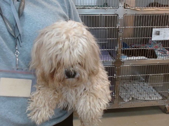 BARON - Terrier available for adoption