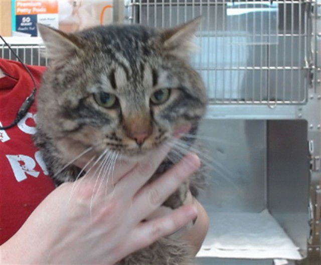 TUBBS - Domestic Medium Hair available for adoption