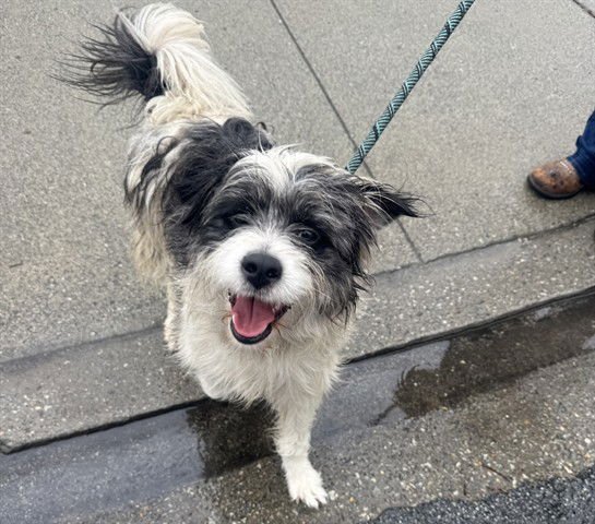 ONYX - Tibetan Terrier available for adoption