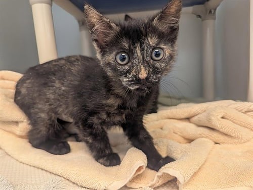 BRIDGET - Domestic Medium Hair available for adoption