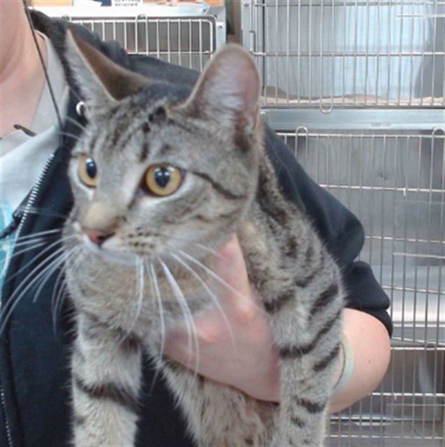 CHAI - Domestic Short Hair available for adoption