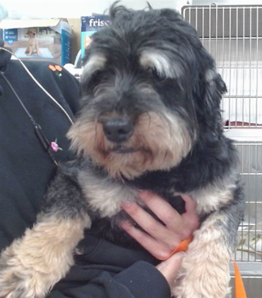 JONES - Miniature Schnauzer available for adoption