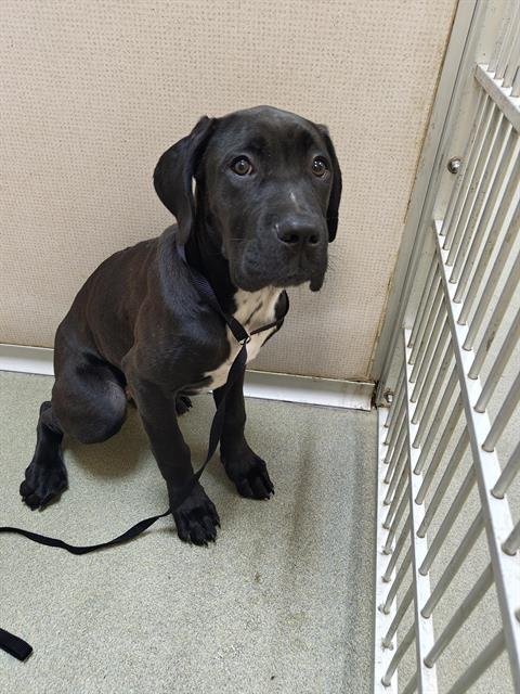 BELLATRIX - Cane Corso Mastiff available for adoption