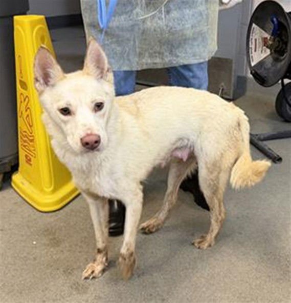 ANGEL - German Shepherd Dog available for adoption