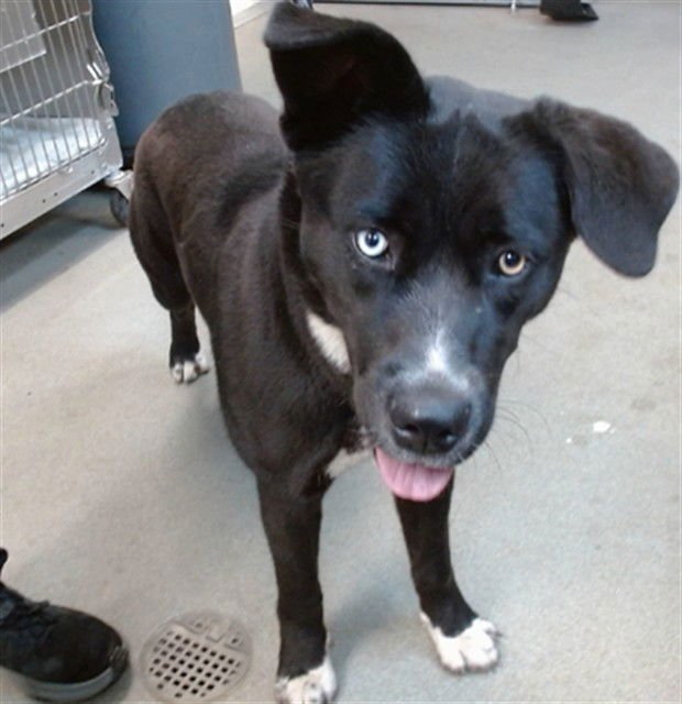 HANA - Siberian Husky / Pit Bull Terrier available for adoption