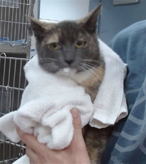 PENNY - Domestic Short Hair available for adoption