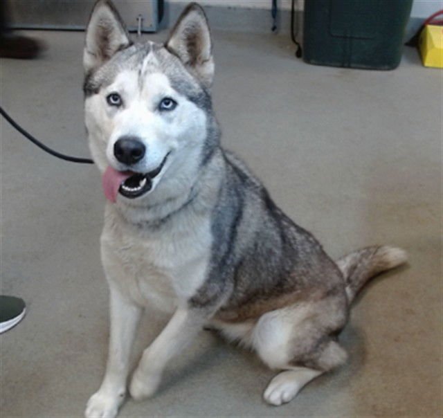DAKOTA - Siberian Husky available for adoption