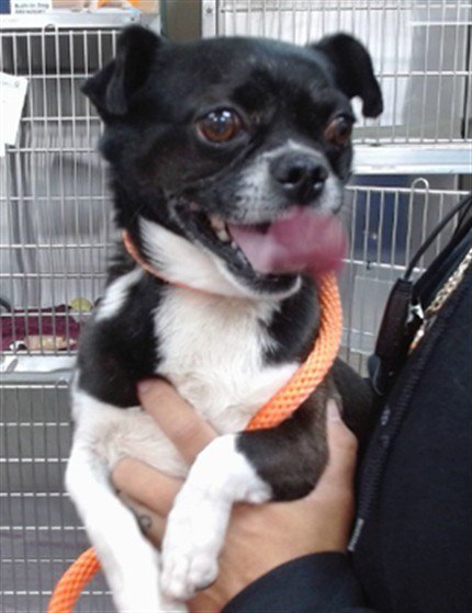 MICKEY - Pug / Boston Terrier available for adoption