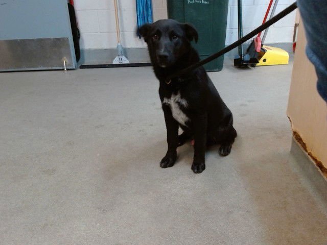 MILO - Border Collie available for adoption