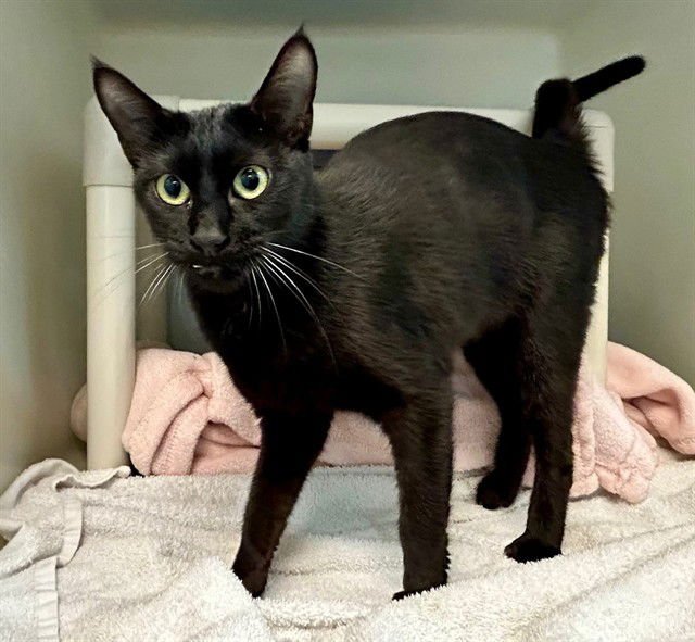 MARIE - Domestic Short Hair available for adoption