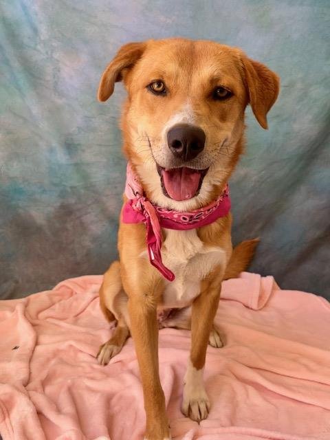 MADISON - Labrador Retriever available for adoption