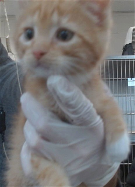 RUSTY - Domestic Short Hair available for adoption