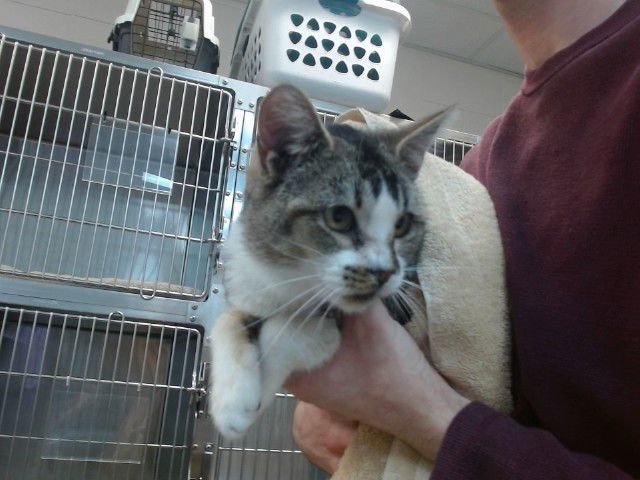 RALPH - Domestic Short Hair available for adoption