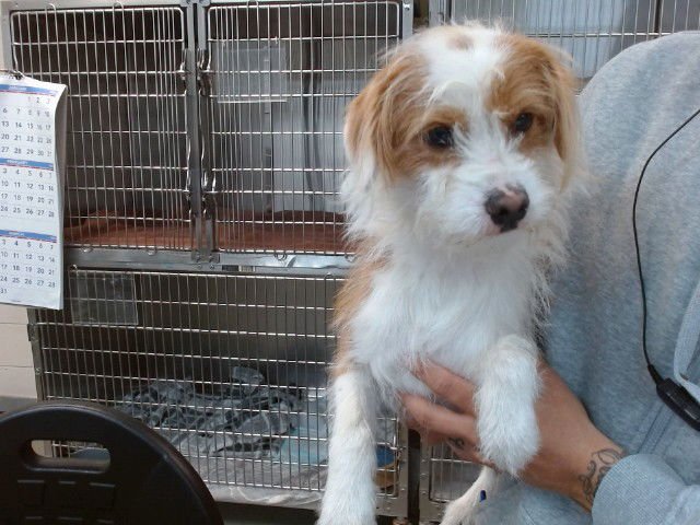 HUGO - Terrier available for adoption