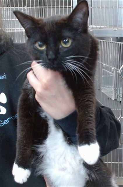 PANDORA - Domestic Short Hair available for adoption