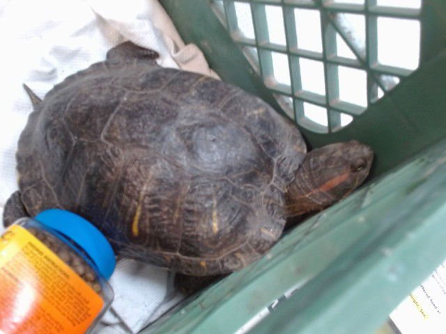 SHELLY - Turtle available for adoption