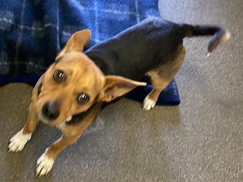 ARCHIE - Jack Russell Terrier (Parson Russell Terrier) / Chihuahua available for adoption