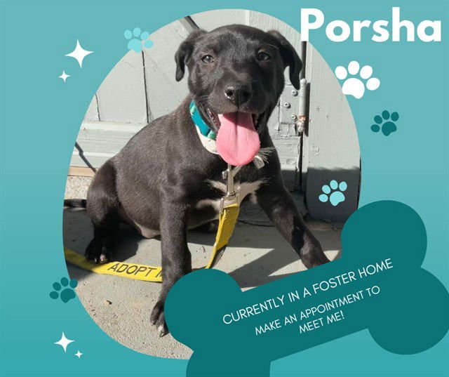 PORSHA - Pit Bull Terrier available for adoption