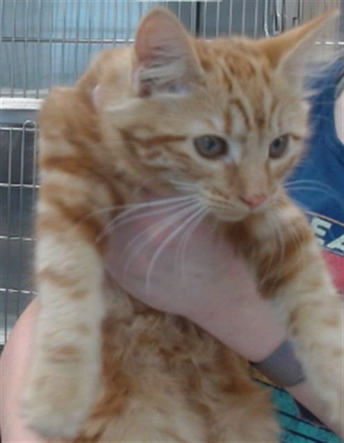 NEBULA - Domestic Medium Hair available for adoption