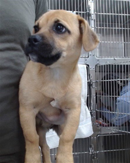 LOLA - Boxer available for adoption