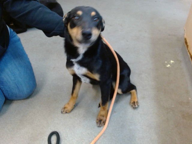 THUMPER - Border Collie available for adoption