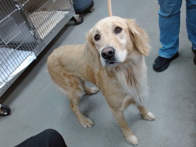 GOLDIE Image