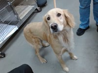 GOLDIE - Photo 1