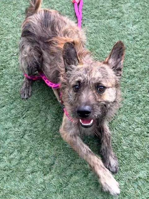 JAX - Terrier available for adoption