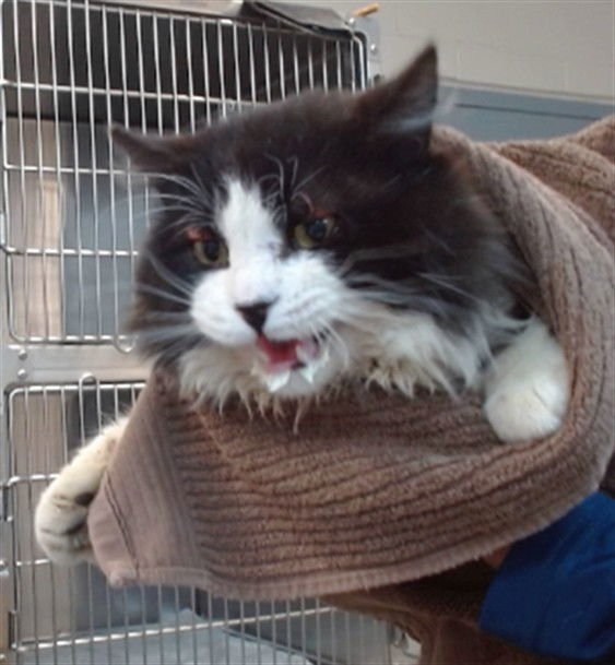 KRRSANTAN - Domestic Medium Hair available for adoption