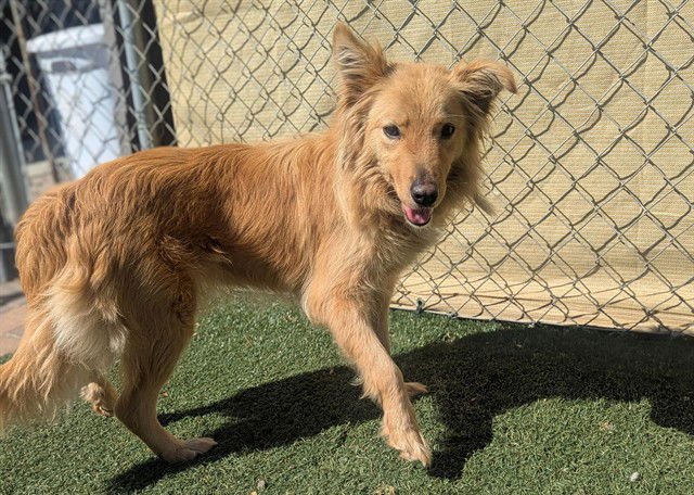 MARLEY - Border Collie available for adoption
