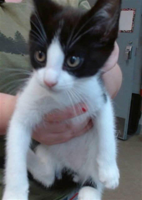 ONYX - Domestic Short Hair available for adoption