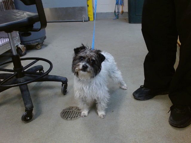 HUNTER - Terrier available for adoption