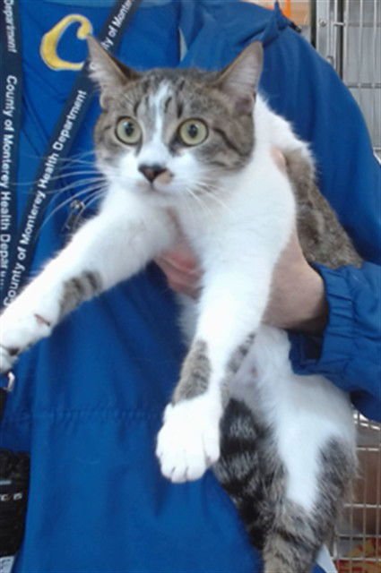 ZURI - Domestic Short Hair available for adoption