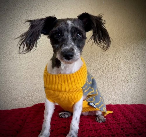 DORATHY - Terrier available for adoption