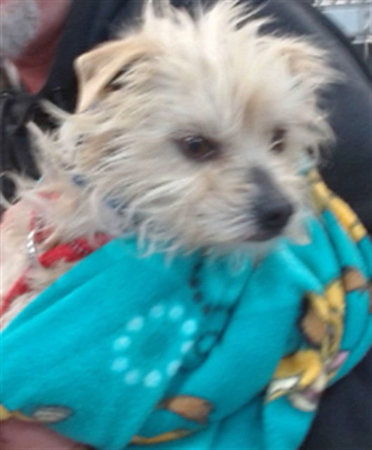 HARBOR - Yorkshire Terrier Yorkie available for adoption