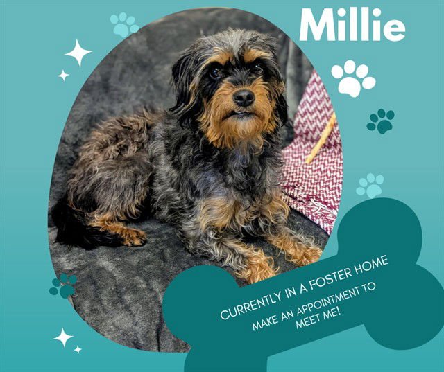 MILLIE - Terrier available for adoption