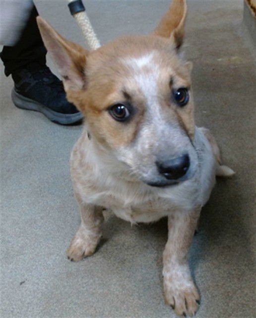 CEDAR - Queensland Heeler available for adoption
