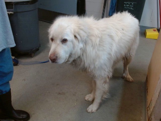 SNOWY - Great Pyrenees available for adoption