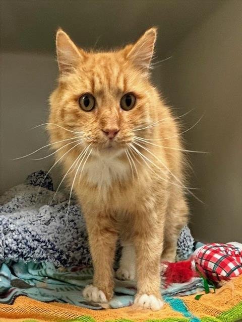 GARFIELD - Domestic Medium Hair available for adoption