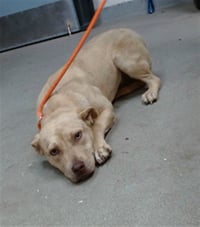 LENNY - Photo 1