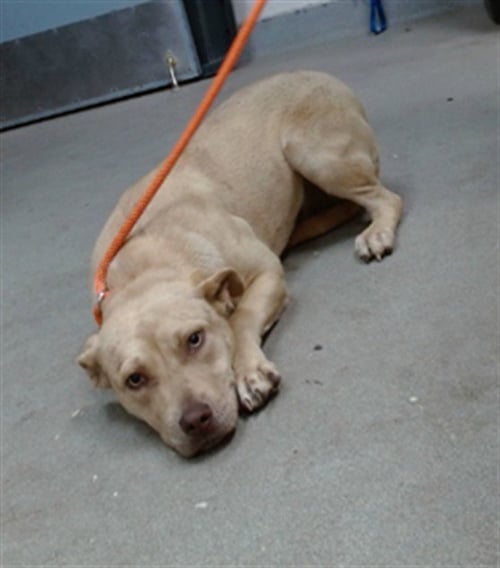 LENNY - Pit Bull Terrier available for adoption