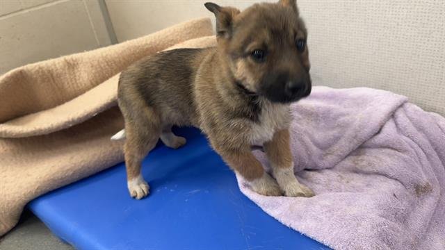 AKIRA - German Shepherd Dog available for adoption
