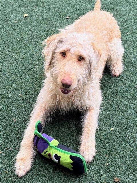 ARLO - Poodle (Standard) / Labrador Retriever available for adoption