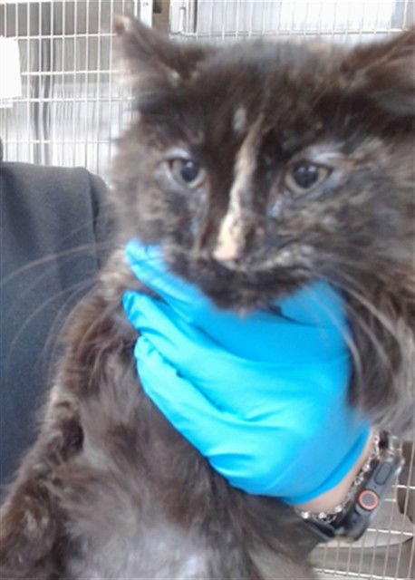 TRUFFLE - Domestic Short Hair available for adoption