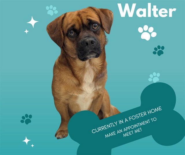 WALTER - Pug / Beagle available for adoption